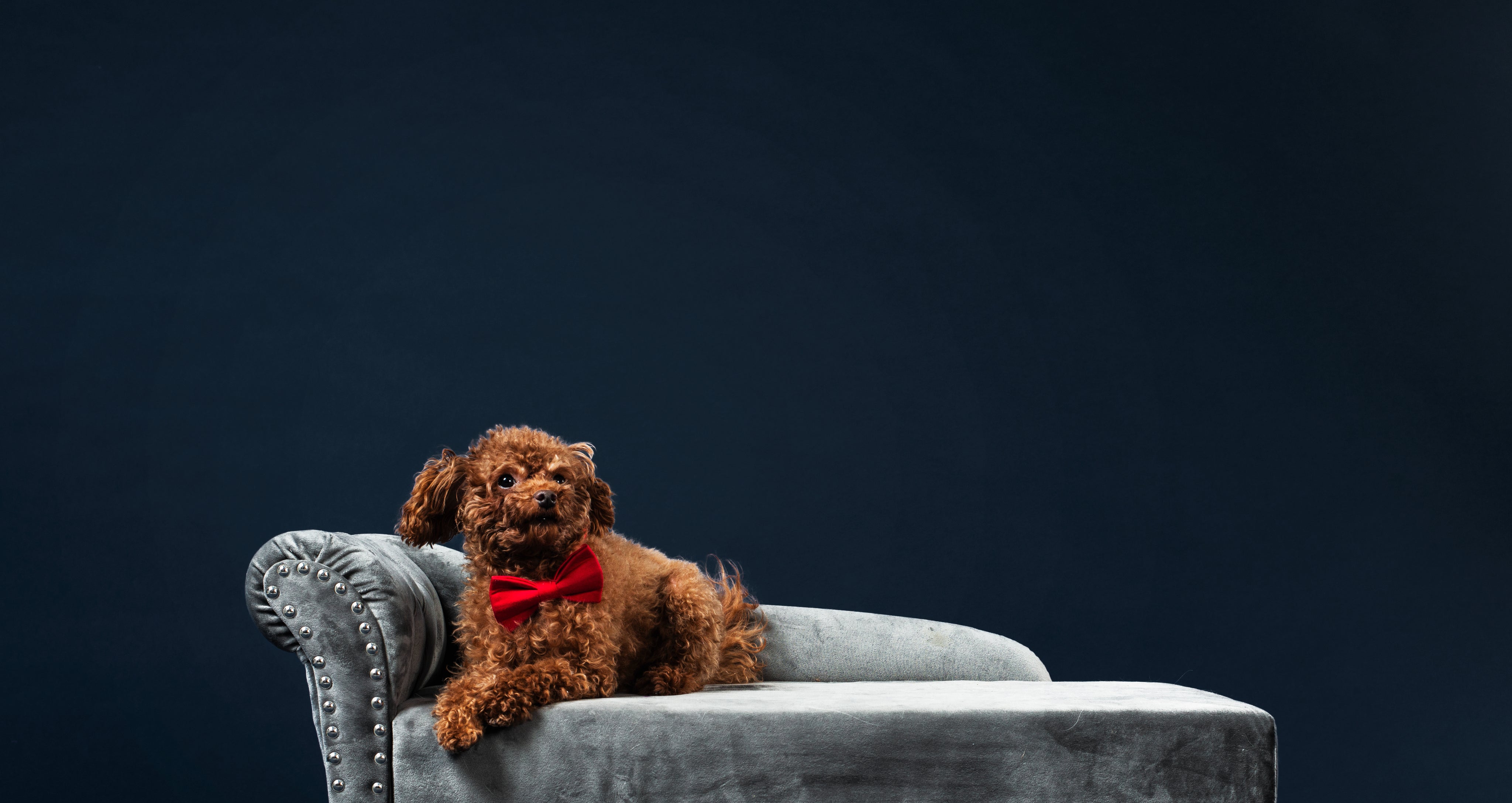 ANIMALS & PET SUPPLIES